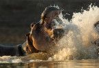 Kämpfer und Könige - Afrikas Flusspferde