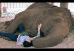 Thailands Elefantenretterin