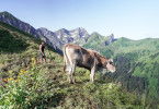Almgeschichten aus Vorarlberg