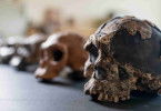 Humans - Geschichte der Menschheit