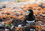 Australien - Magische Tierwelt