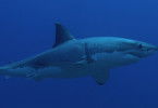 Sharks Gone Wild: Die unglaublichsten Hai-Clips
