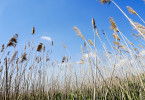 Expedition ins Schilf - Nationalpark Neusiedler See