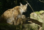 Naturerbe Österreich - Die Nationalparks: Herausforderungen