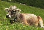 Faszination Heimat