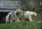 Neues aus dem Münchner Tierpark Hellabrunn