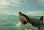 Shark Terror - Angriff des Weißen Hais