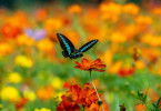 Die Farben der Tierwelt