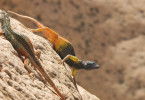 Die Farben der Tierwelt