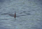 Shark Terror - Verloren auf hoher See