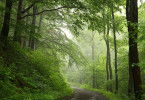Tausend Moore, hundert Seen und ein Wald